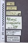 Etiketten zu Athous scapularis (NHMW-ZOO-COL-0008580)